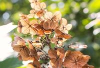Oakleaf Hydrangea Care: Identifying and Using Seed Pods