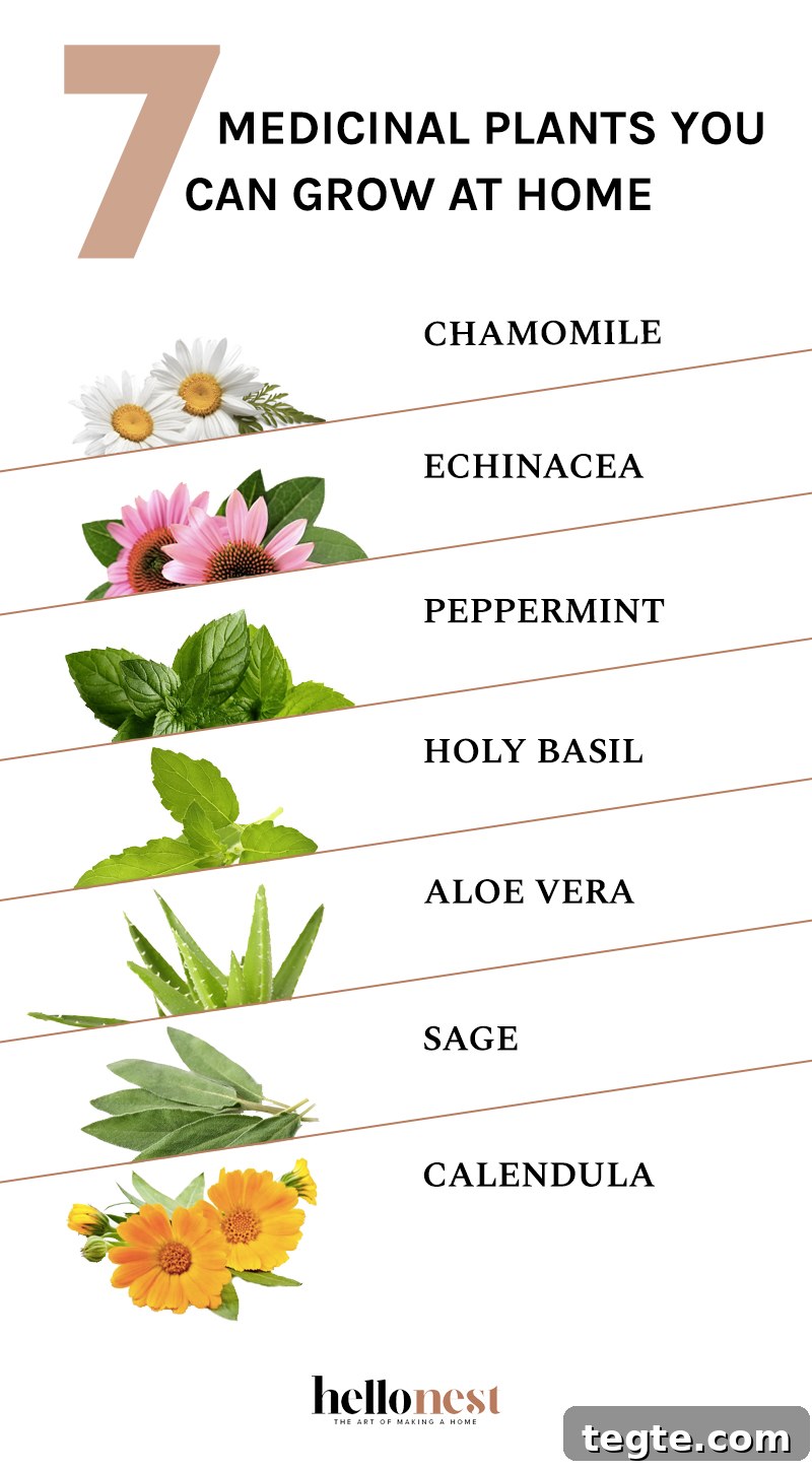 7 Medicinal Herbs You Can Grow at Home for Natural Remedies 2 7 Medicinal Plants You Can Grow at Home - HelloNest.co