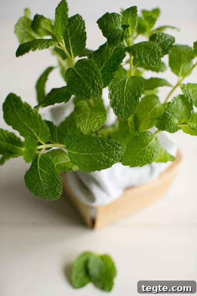7 Medicinal Herbs You Can Grow at Home for Natural Remedies 4 Peppermint