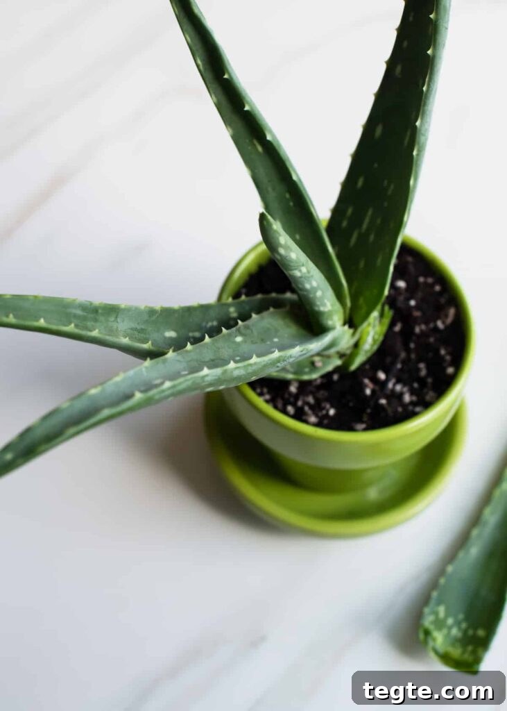 7 Medicinal Herbs You Can Grow at Home for Natural Remedies 5 Aloe vera plant