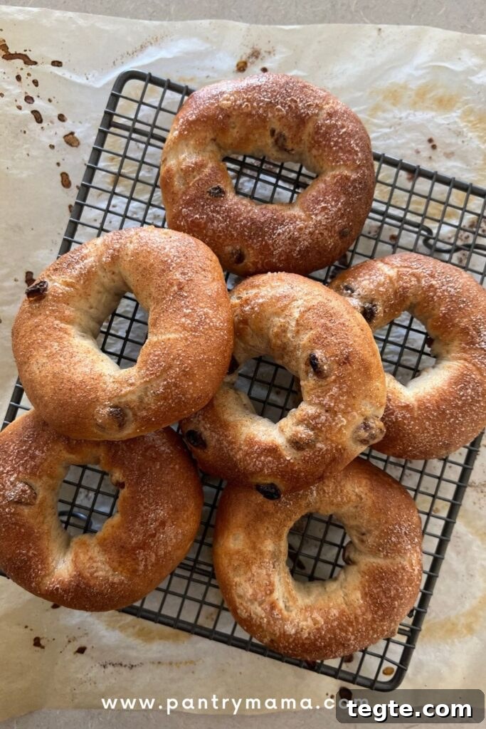 Cinnamon Raisin Sourdough Bagel Recipe: Soft, Tangy & Sweet 2 Baked cinnamon raisin sourdough bagels arranged on a black cooling rack.