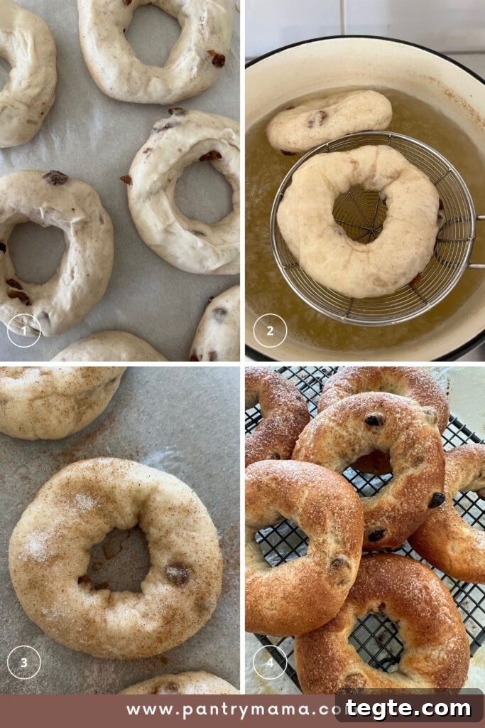 Cinnamon Raisin Sourdough Bagel Recipe: Soft, Tangy & Sweet 3 Process photos for making sourdough cinnamon raisin bagels. From shaping to boiling and dusting with cinnamon sugar.