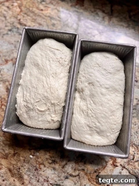 Two loaf pans are filled with shaped sourdough dough.
